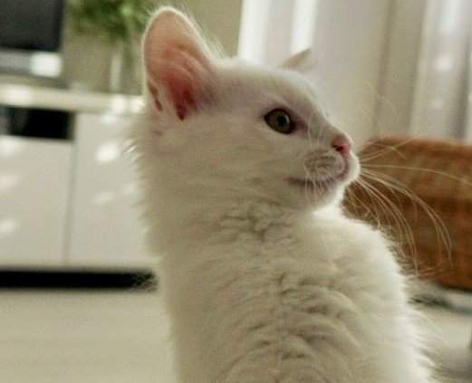 出所：@meltube_cat