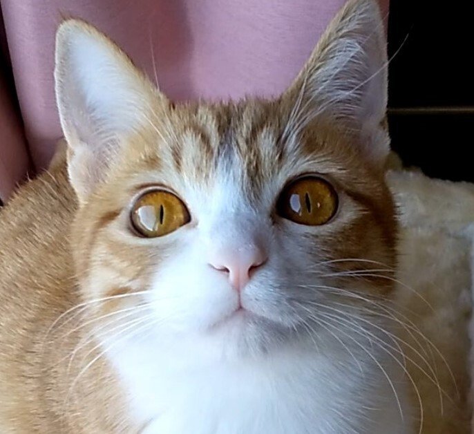 出所：@mero627puri914