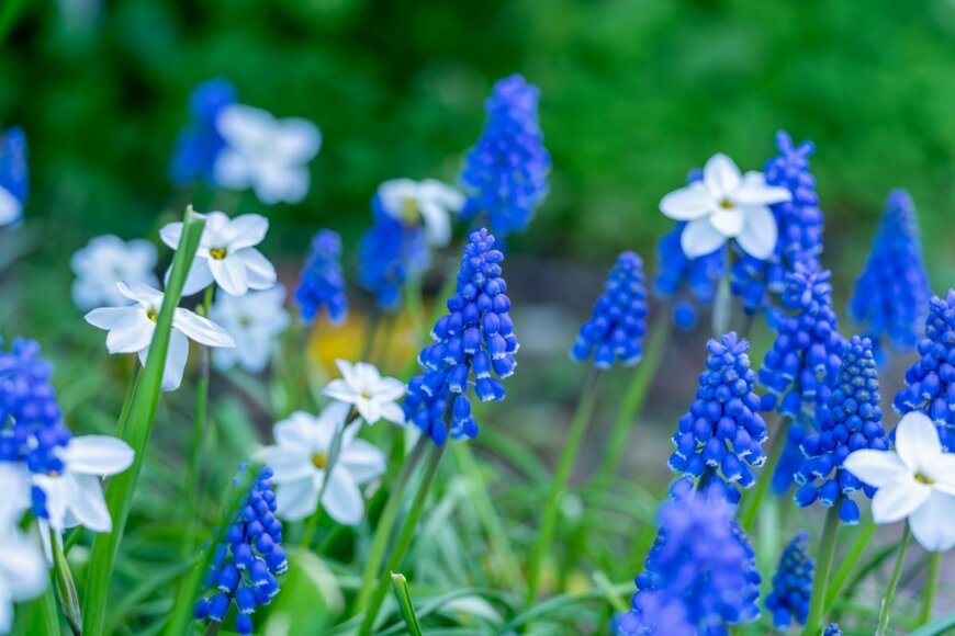 【ガーデニング】植えっぱなしで毎年咲く花！秋植え春咲きの《多年草＆球根植物》6選