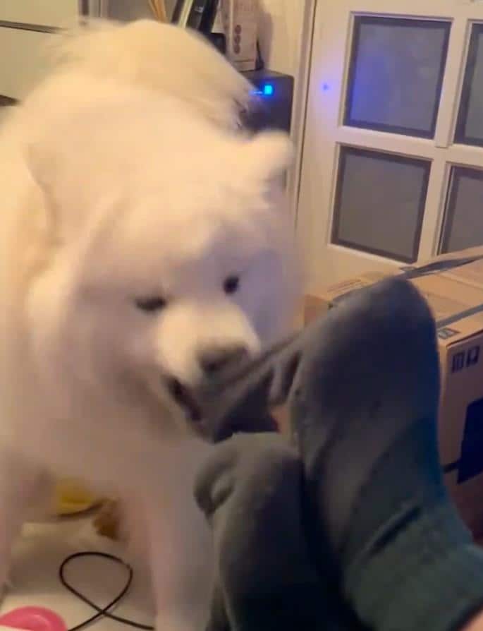 出所：@samoedsoran