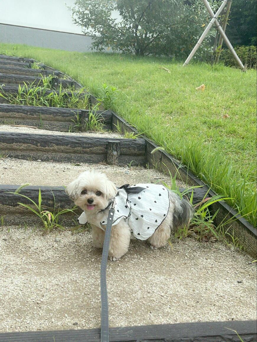 出所：@potage_0924