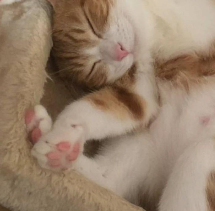 出所：@mero627puri914