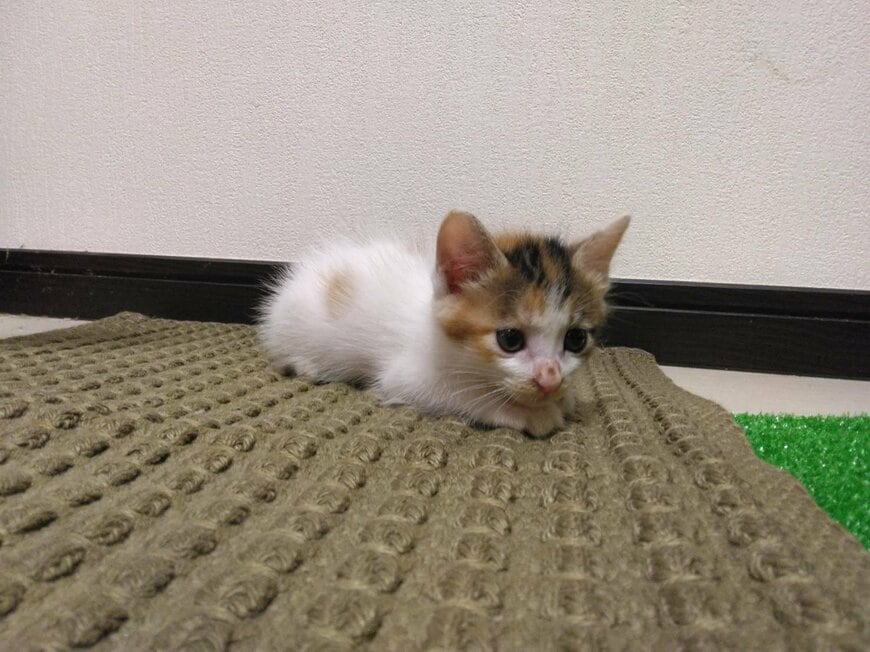 猫を保護して「15日目」と「605日目」　思わず目頭が熱くなるビフォーアフターに「良い人に保護されて…」