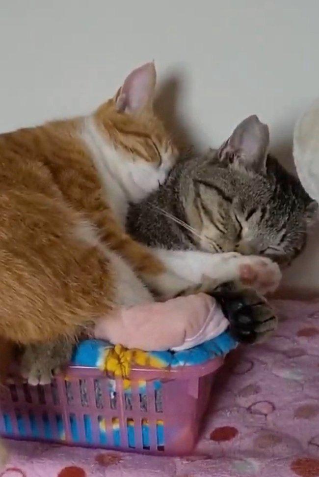 出所：@mero627puri914