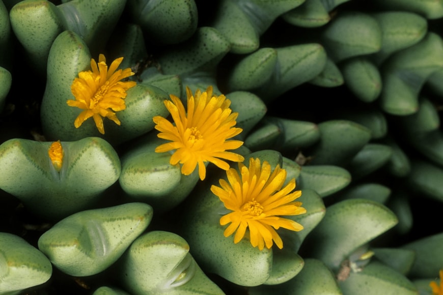 Michel VIARD/istockphoto.com