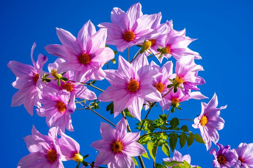 elinaxx1v/shutterstock.com