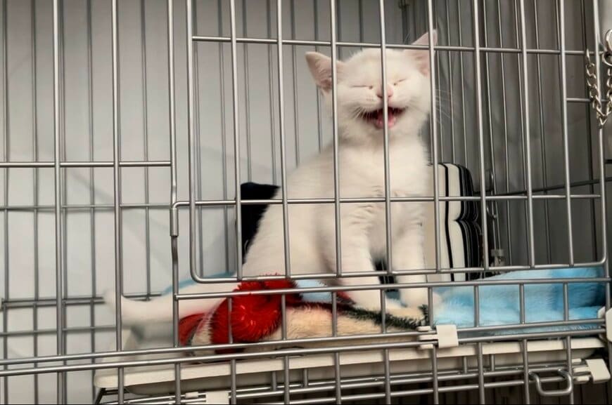 ぴえん顔の子猫ちゃんが今は…　大きくなっても全く同じでビックリ　目が逆八の字で可愛すぎる