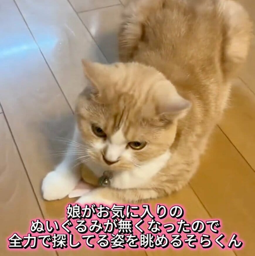 【嘘でしょ？】“親鳥のような猫”に思わず笑ってしまう！予想外の光景に反響続出