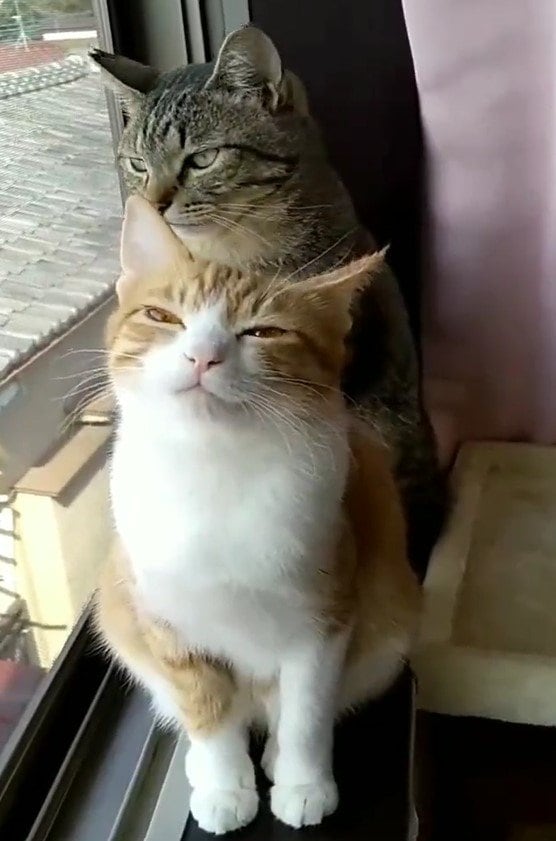 出所：@mero627puri914