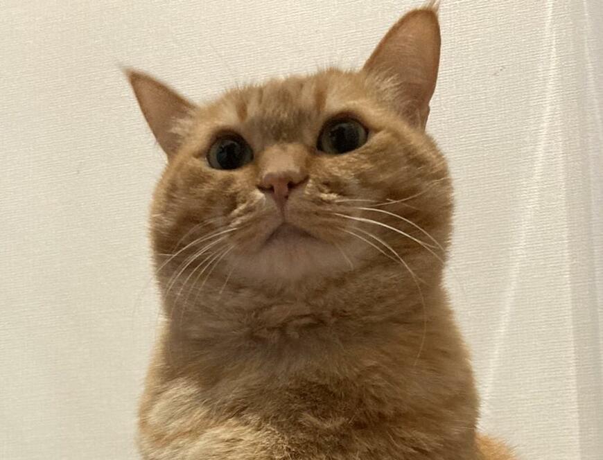 出所：@kagisuzu0531