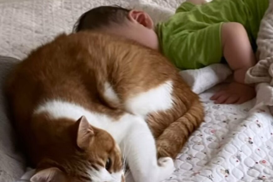 ゼロ歳児が眠ったあとの「猫たちの動き」をとらえた動画にほっこり