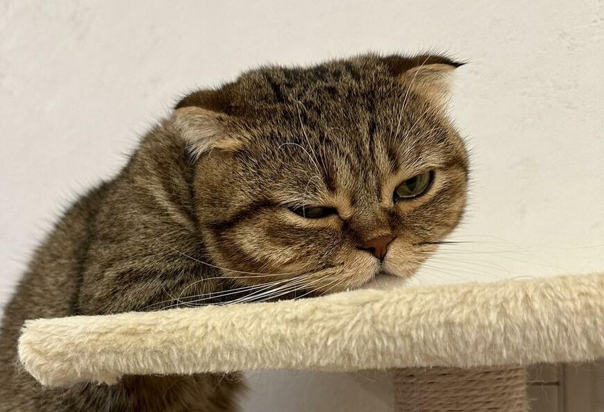 出所：@ponpokopontanu