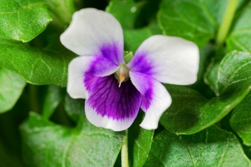 weisschr/istockphoto.com