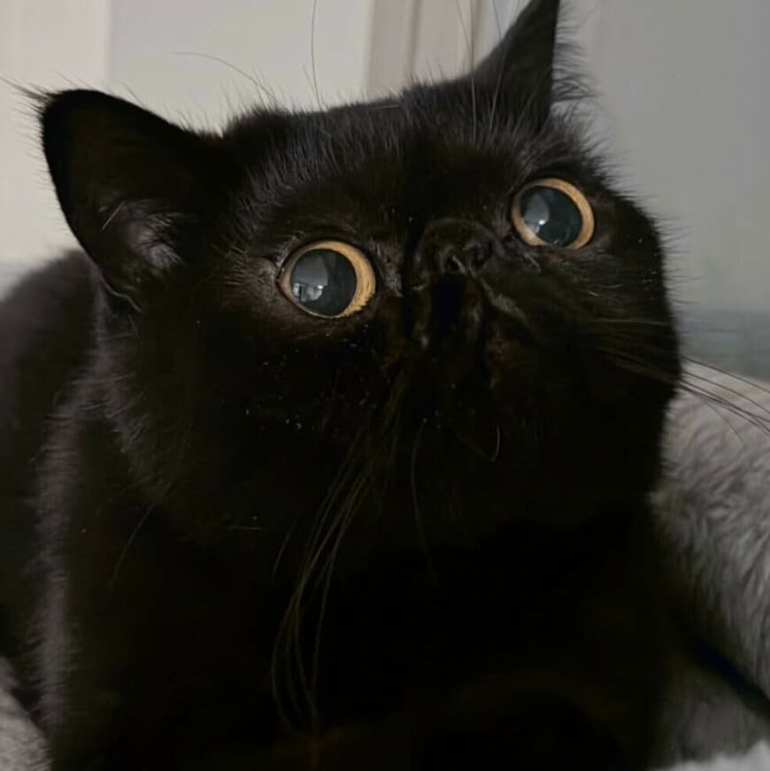 【衝撃の目力】ビー玉のような瞳の猫ちゃんに反響！吸い込まれそうな「ほぼ目」な1枚に思わずキュン