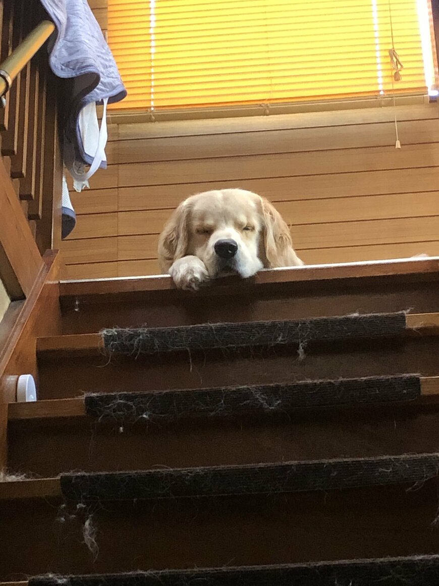 出所：@elmo_golret