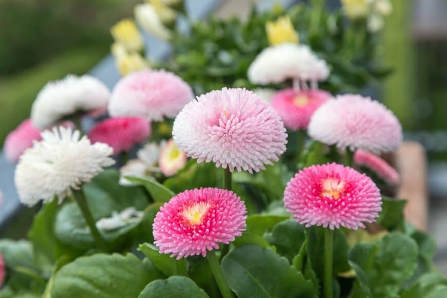 出所：Canetti/shutterstock.com