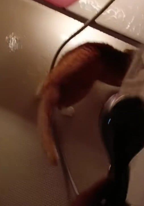 出所：＠torakichicorporation