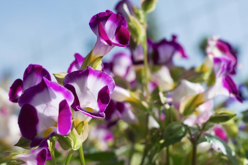 Isnan Wijarno/Shutterstock.com