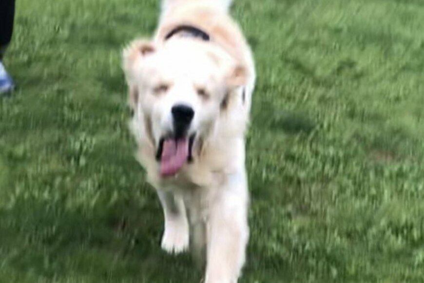 夏バテ気味！？ 走っている犬の表情が愛くるしいとTwitterで話題に！