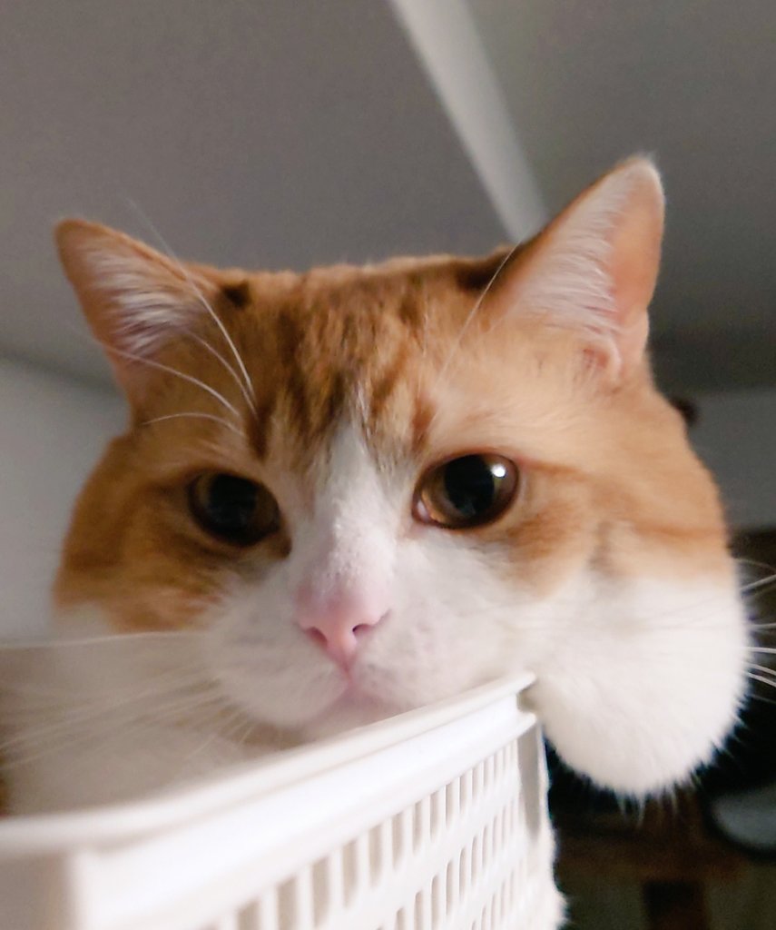 おもちのようね猫