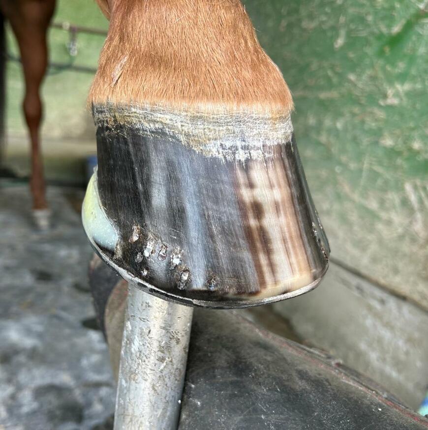 ピカピカの馬の蹄