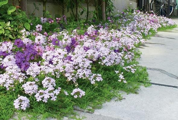 出所：サントリーフラワーズ　タピアン