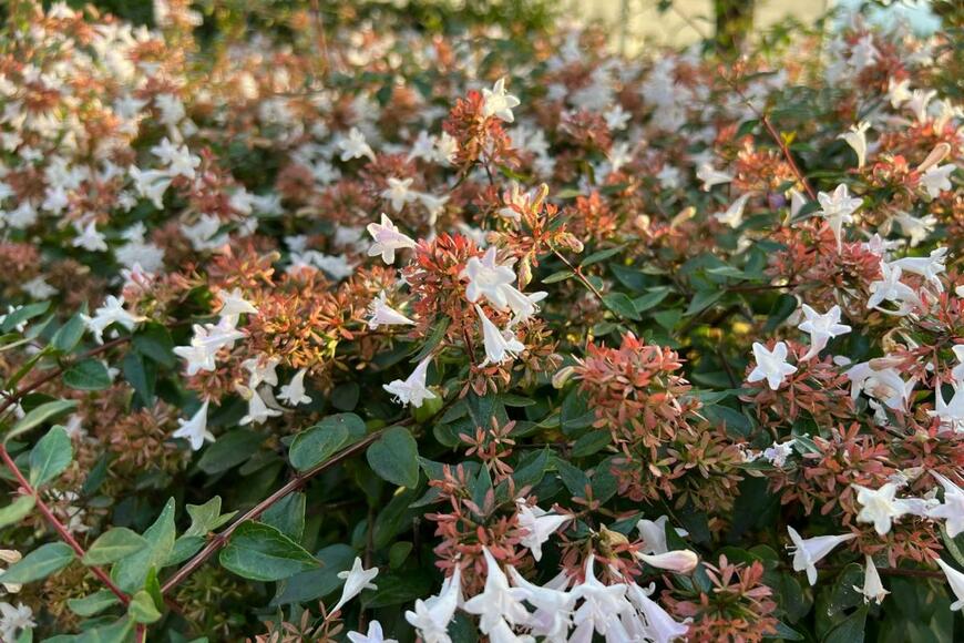 アベリアの白い花