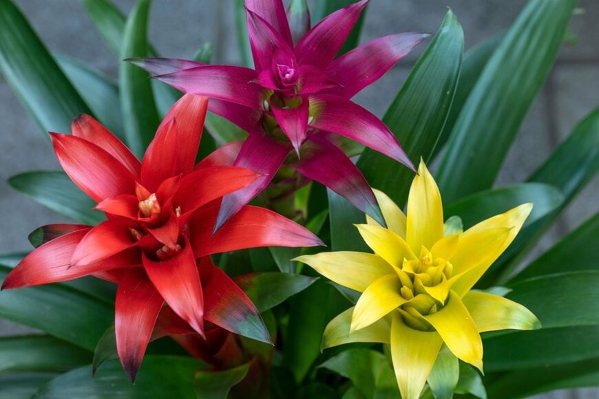 レッドやイエロー、オレンジの花色が華やかな「グズマニア」