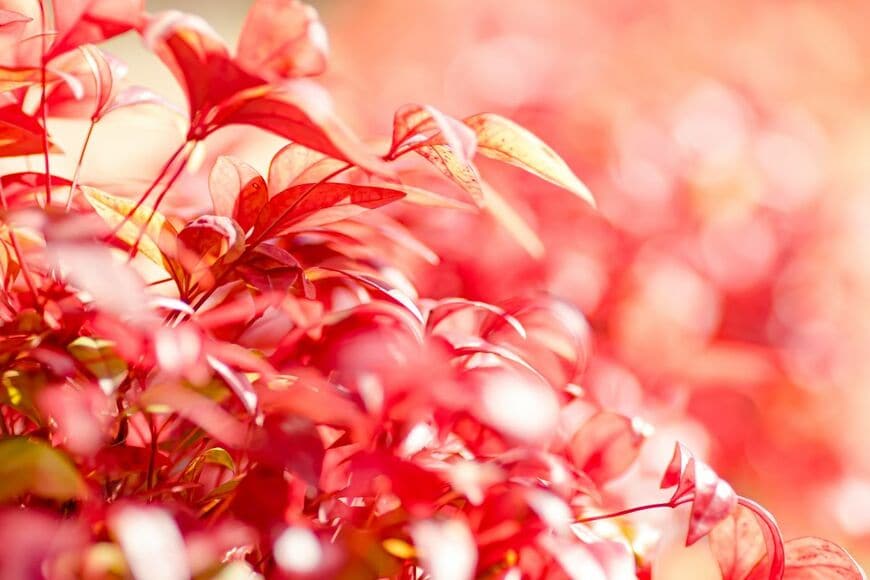 赤や淡い緑色の葉をつけたオタフクナンテン