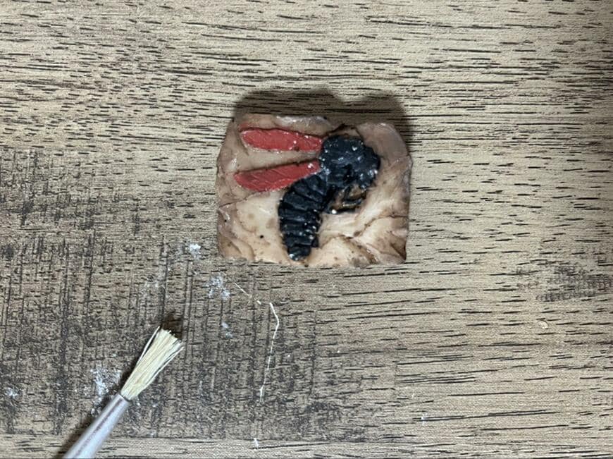 セリア、発掘！化石ミュージアム画像