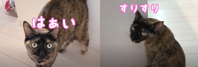 投稿動画のワンシーン