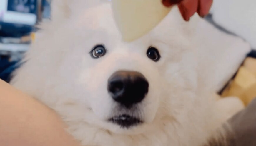 リンゴが食べたいサモエド