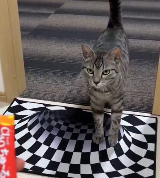 トリックアートと猫