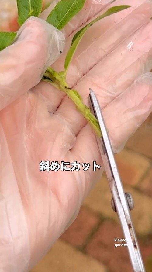 ニチニチソウの茎を斜めにカットする作業