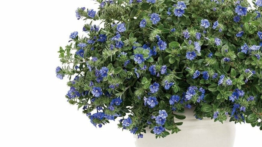 PROVEN WINNERS（R）公式　エボルブルス ブルーラグーン