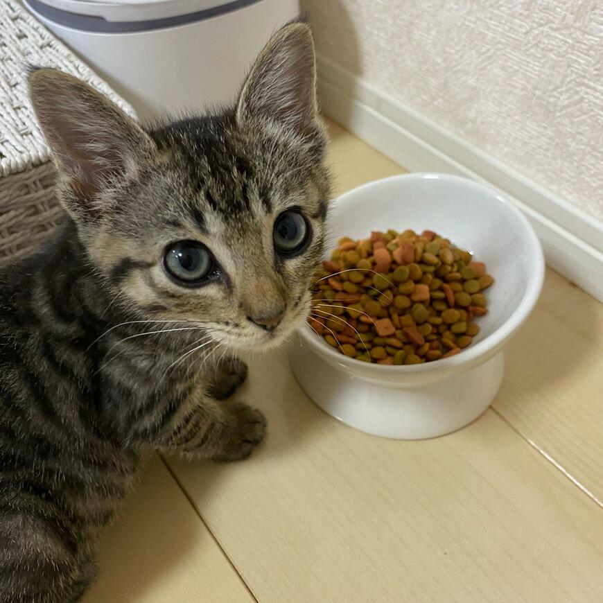 子猫とキャットフード