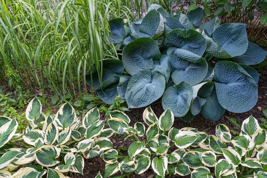 白みがかった濃い緑色の葉のギボウシと、緑色の葉の縁に白い斑が入ったギボウシ