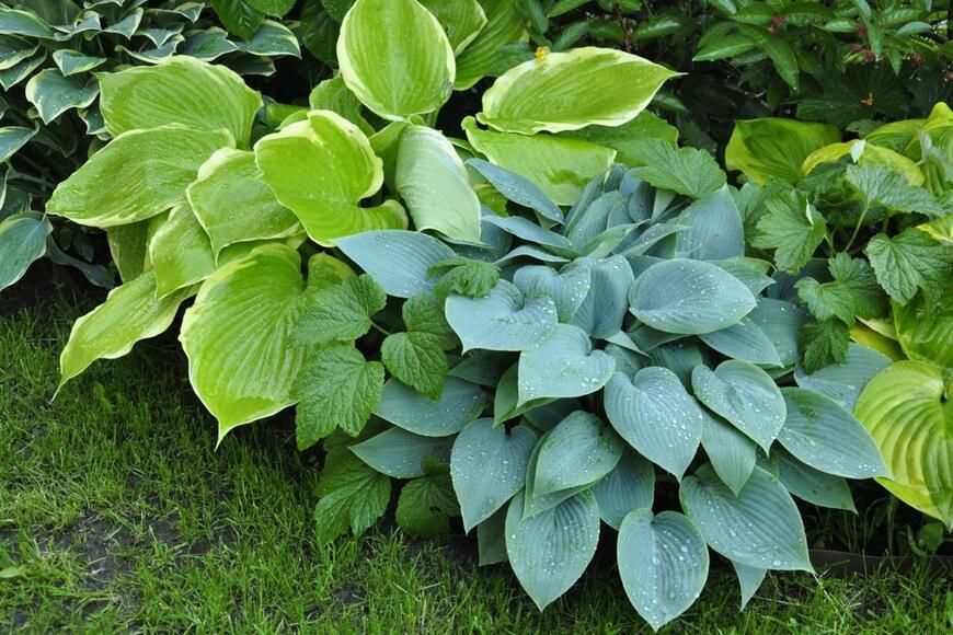 ホスタ、別名ギボウシが群生している。葉の色は明るい緑、深い緑、白い斑入りの緑など。