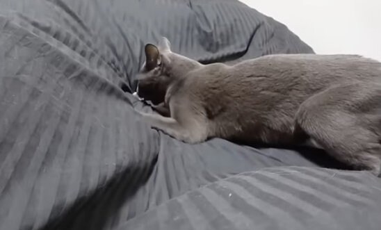 布団のうえで遊ぶ猫