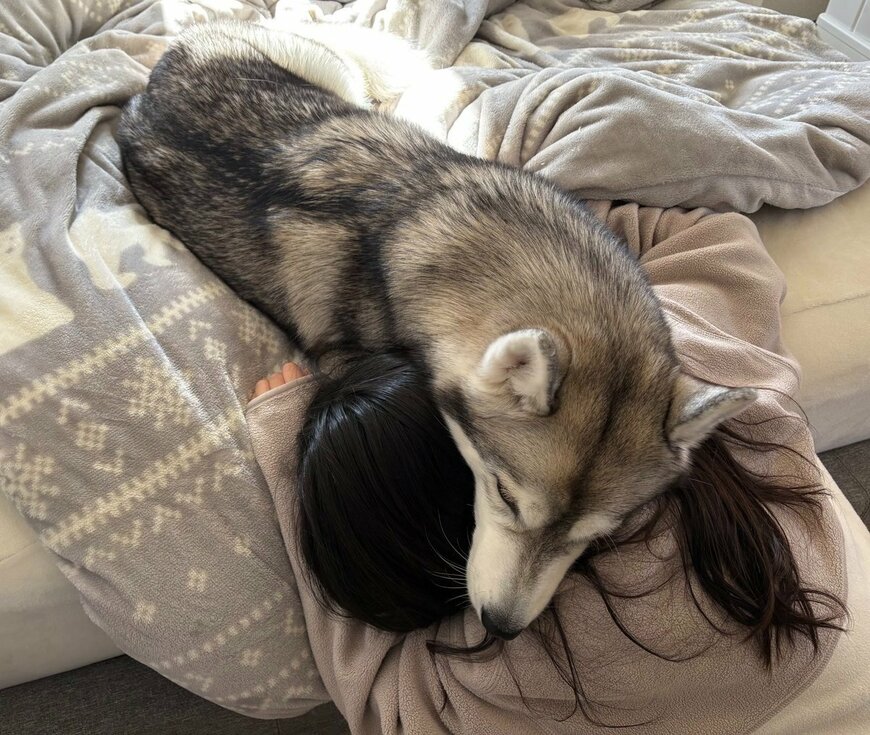 飼い主に寄り添うハスキー犬