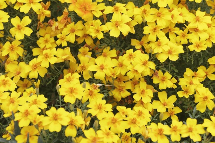 ビデンスの花が一面に咲いている。色は黄色。