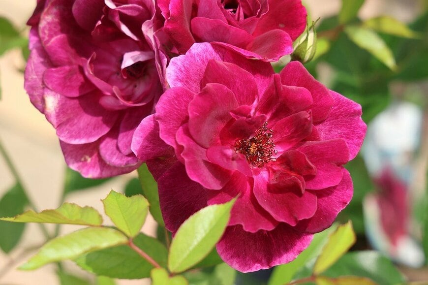 深い赤紫色の花を咲かせている、バーガンディ・アイスバーグ