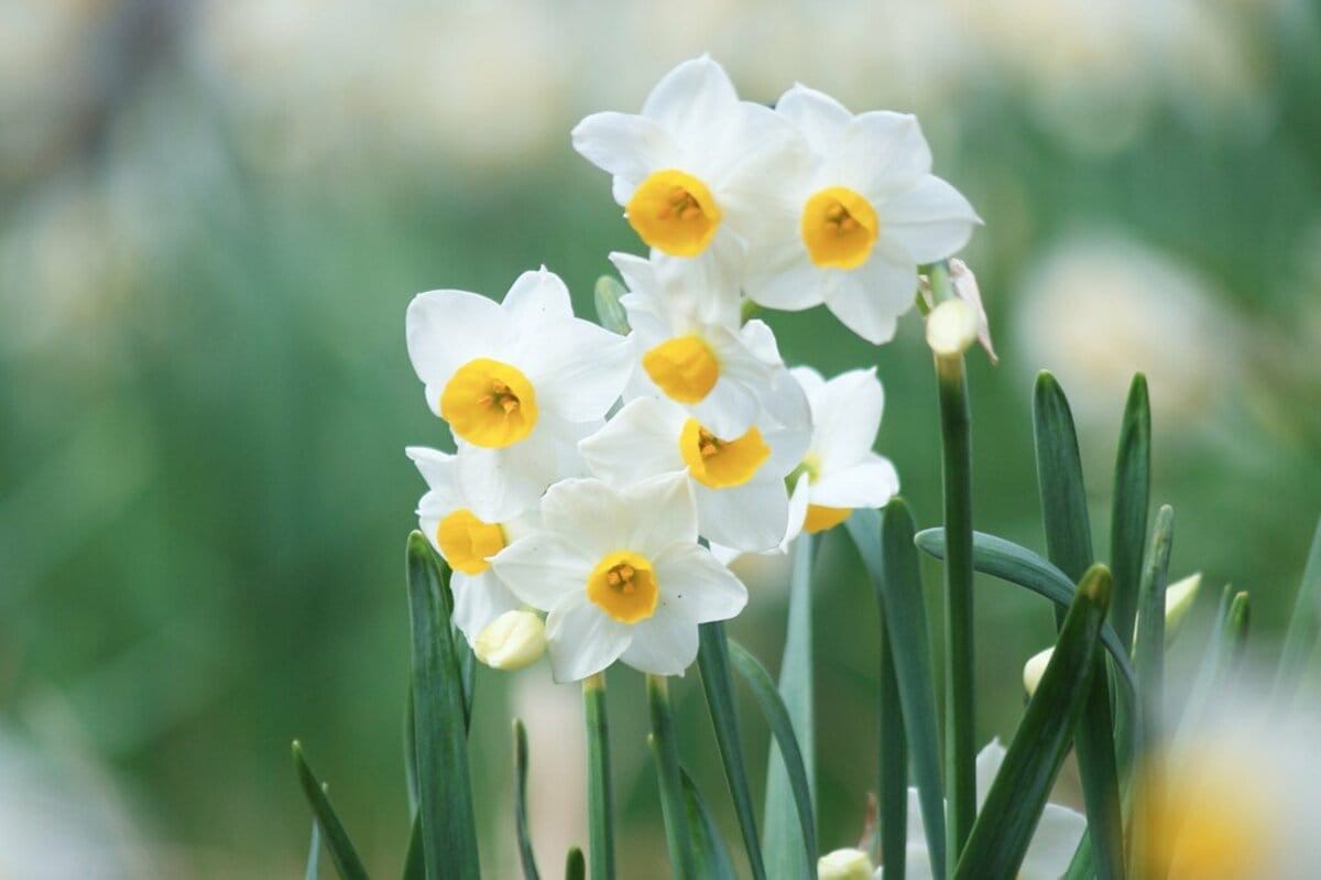 寒さに強くて「植えてよかった」冬~春ずっと咲く花4選&冬も色あせない常緑カラーリーフ5選 うちの庭で実際に育てている植物の写真とともにご紹介し ...