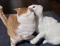 「我が子を喰らうサトゥルヌス」と題された、顔にかみつく猫とかみつかれる猫の一枚
