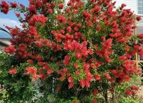 わが家の庭に植えてよかったオージープランツの〈常緑シンボルツリー〉初夏にたくさんの赤い花が咲く！大きくなりすぎずちょうどいい！