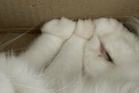 収まり具合が気になる「むぎゅむぎゅ」猫のお手手が大渋滞「チラリと見える肉球の可愛さったら」