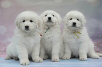 月額いくらもらってる？【老齢年金】厚生年金と国民年金の平均月額＆月額階級ごとの受給者数をチェック