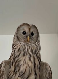 【ボーっとするフクロウ】宇宙と交信中!? 遠くを見つめて動かない動画に注目！