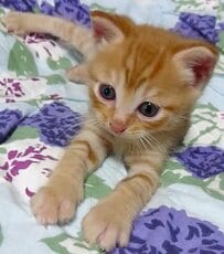 【8年前の子猫→現在】“一般受けを捨てた猫”にビックリ！予想外の表情が笑える