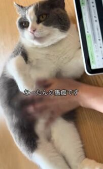  いっぱいお留守番したもんね…飼い主さんに甘える猫ちゃんがたまらない